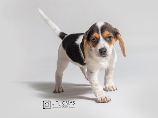 Beagle-DOG-Female-Red Black White Tick-18196-Petland Topeka, Kansas