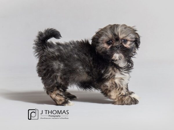 Shih Tzu-DOG-Female-Grizzle-18194-Petland Topeka, Kansas