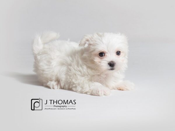 Maltese DOG Female White 18193 Petland Topeka, Kansas