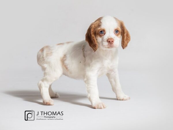 Cocker Spaniel DOG Female Buff / White 18191 Petland Topeka, Kansas