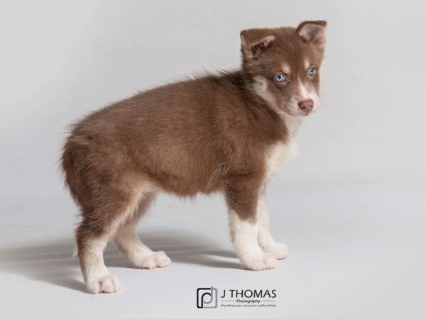 Pomsky DOG Female Red / White 18190 Petland Topeka, Kansas