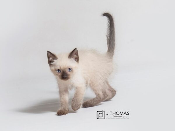 Siamese CAT Female 18188 Petland Topeka, Kansas