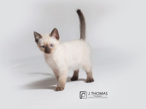 Siamese-CAT-Male--18186-Petland Topeka, Kansas