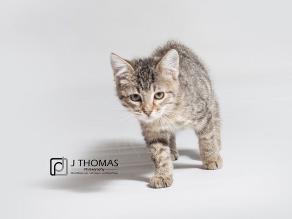 Munchkin-CAT-Female--18185-Petland Topeka, Kansas