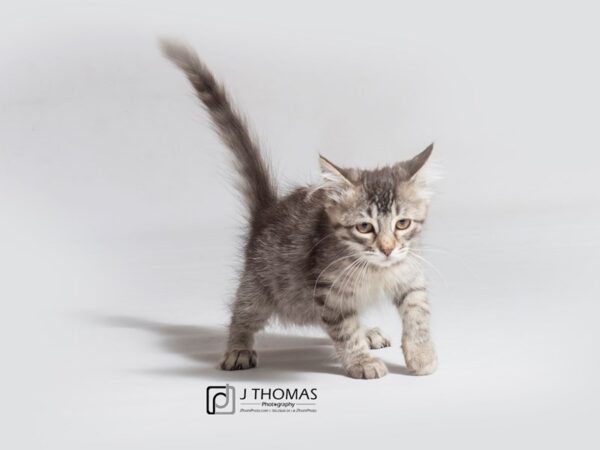 Munchkin-CAT-Female--18184-Petland Topeka, Kansas