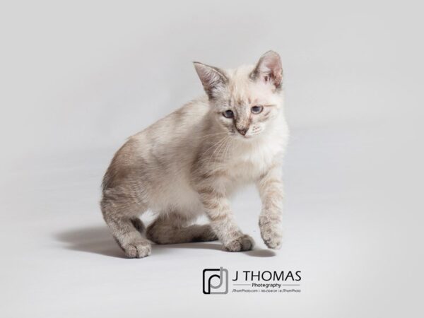 Siamese-CAT-Female--18183-Petland Topeka, Kansas