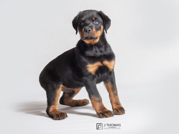 Rottweiler DOG Male Black / Mahogany 18177 Petland Topeka, Kansas