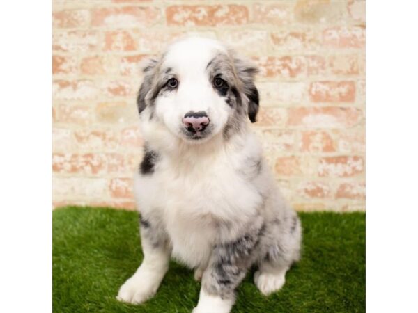 Australian Shepherd DOG Female Blue Merle 18211 Petland Topeka, Kansas