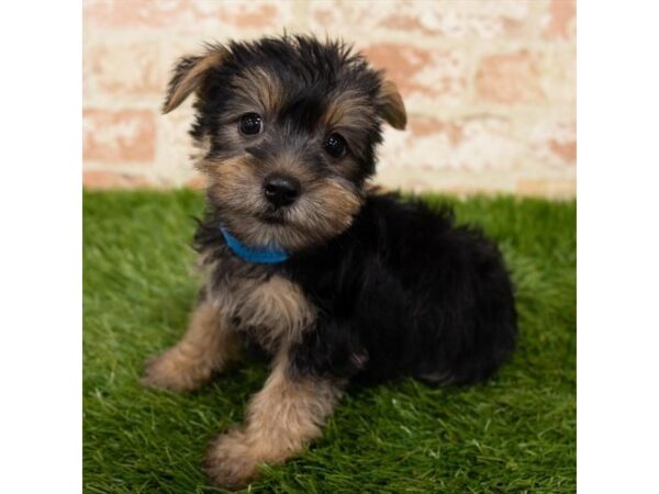 Yorkshire Terrier DOG Female Black / Tan 18209 Petland Topeka, Kansas