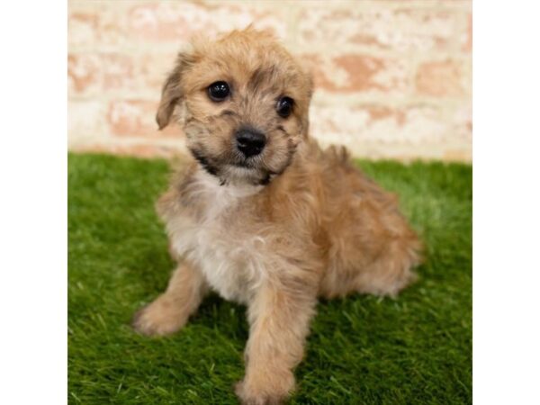 Morkie DOG Female Gold 18213 Petland Topeka, Kansas