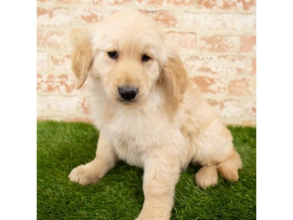 Golden Retriever DOG Female Golden 18214 Petland Topeka, Kansas