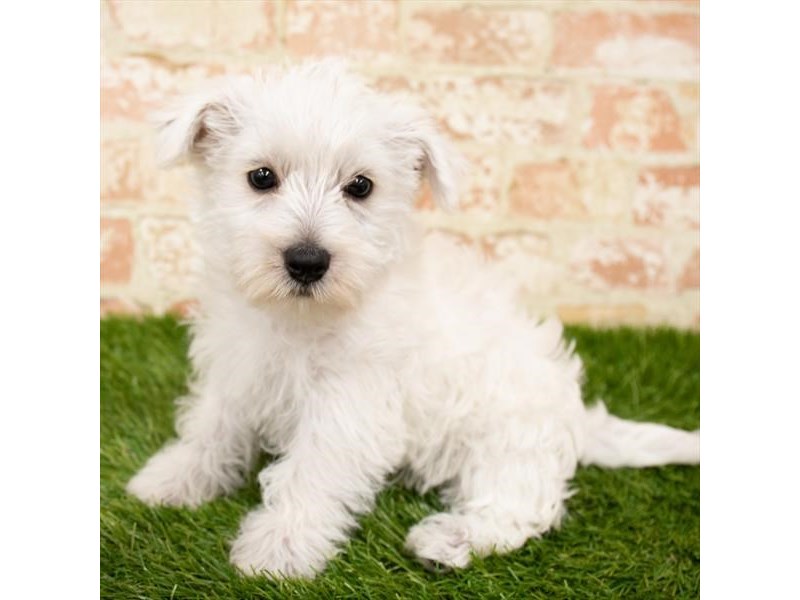West Highland White Terrier-DOG-Female-White-2900641-Petland Topeka, Kansas
