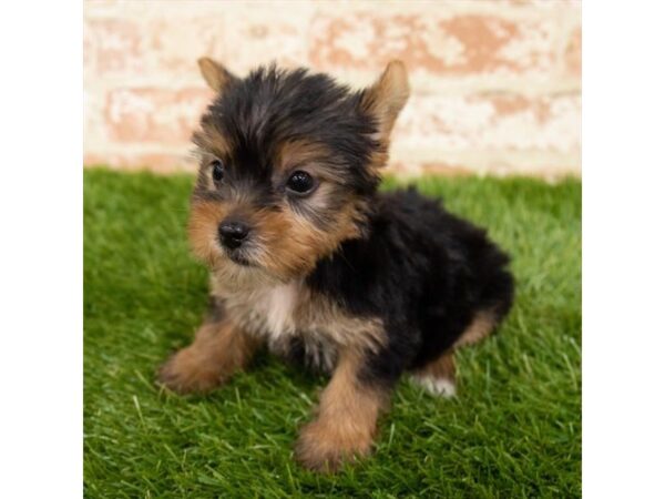 Yorkshire Terrier DOG Female Black / Tan 18216 Petland Topeka, Kansas