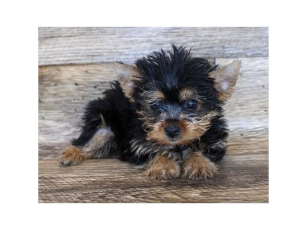 Yorkshire Terrier DOG Female Black / Tan 18221 Petland Topeka, Kansas