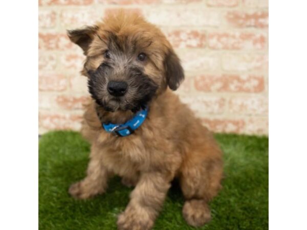 Soft Coated Wheaten Terrier-DOG-Male-Wheaten-18229-Petland Topeka, Kansas