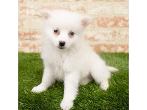 American Eskimo Dog-DOG-Female-White-18231-Petland Topeka, Kansas