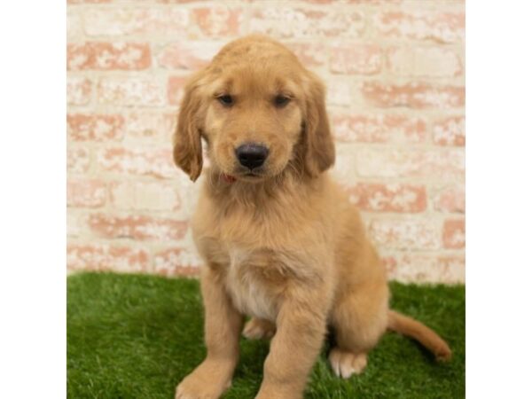 Golden Retriever DOG Female Dark Golden 18227 Petland Topeka, Kansas