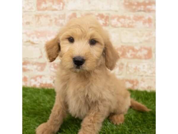 Goldendoodle DOG Female Golden 18230 Petland Topeka, Kansas