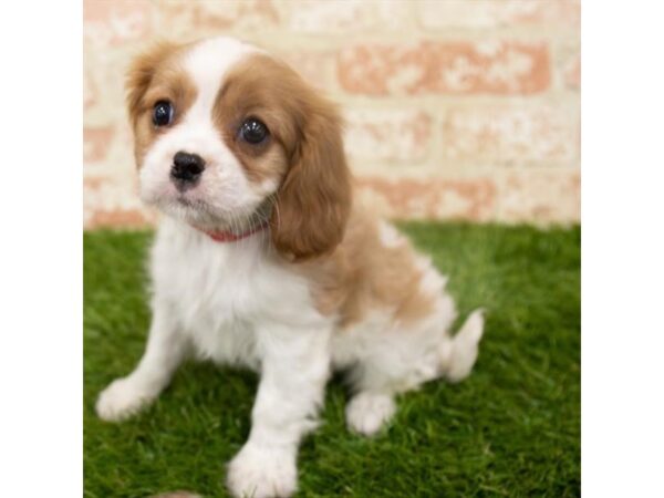 Cavalier King Charles Spaniel DOG Female Blenheim 18232 Petland Topeka, Kansas