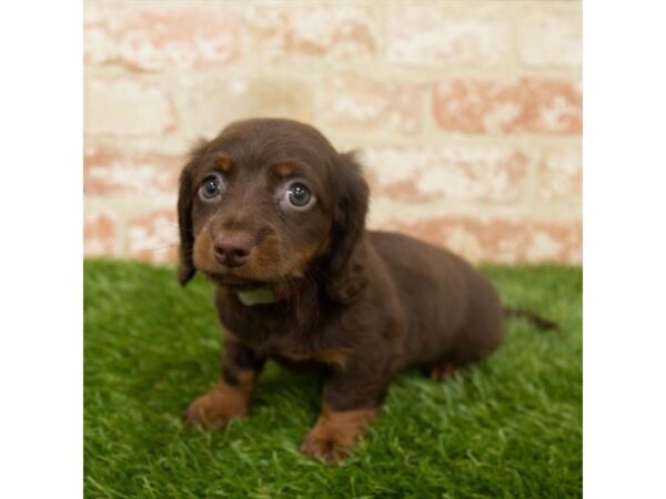 Dachshund DOG Male Chocolate / Tan 18234 Petland Topeka, Kansas