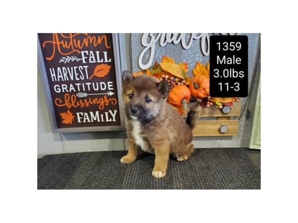 Shiba Inu-DOG-Male-Red Sesame / White-18254-Petland Topeka, Kansas