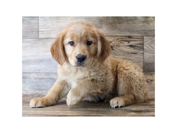 Golden Retriever DOG Female Golden 18237 Petland Topeka, Kansas