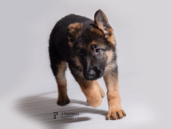 German Shepherd Dog DOG Female Black / Tan 18233 Petland Topeka, Kansas