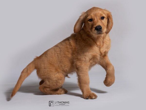 Golden Retriever DOG Male Dark Golden 18228 Petland Topeka, Kansas