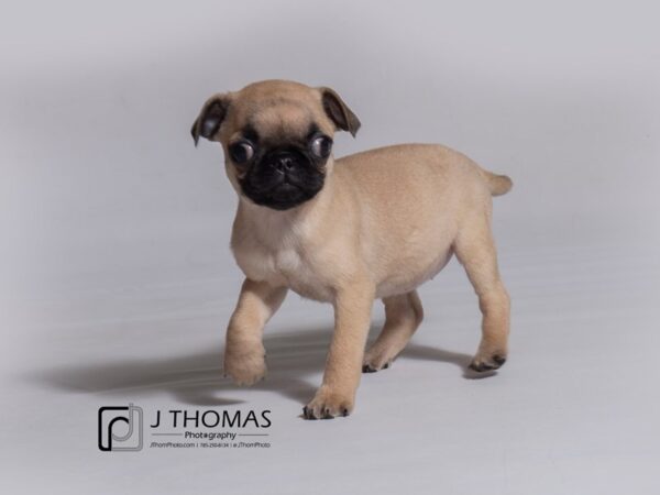 Pug DOG Female 18225 Petland Topeka, Kansas