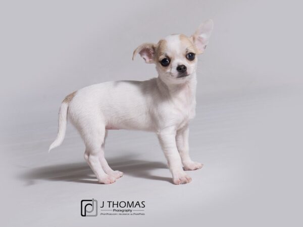 Chihuahua-DOG-Female--18224-Petland Topeka, Kansas