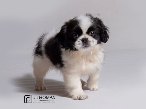 Shihpoo DOG Female 18223 Petland Topeka, Kansas