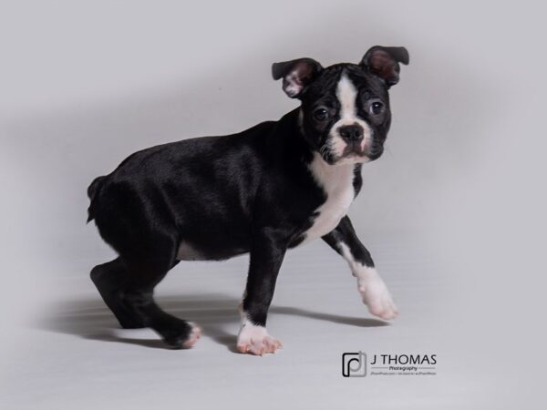 Boston Terrier-DOG-Female-Black / White-18212-Petland Topeka, Kansas