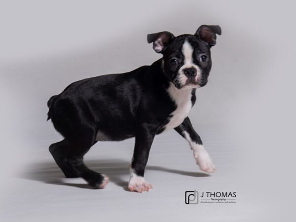 Boston Terrier DOG Female Black / White 18212 Petland Topeka, Kansas