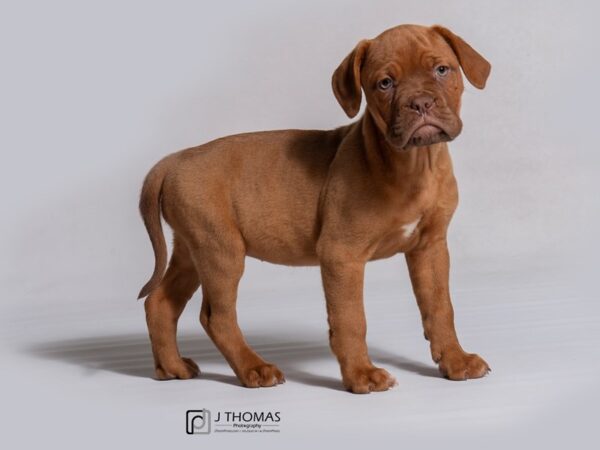 Dogue de Bordeaux DOG Female Red 18210 Petland Topeka, Kansas