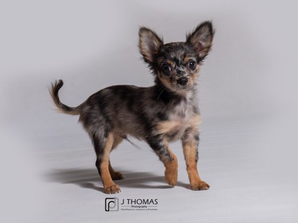 Chihuahua - Long Hair DOG Male 18202 Petland Topeka, Kansas