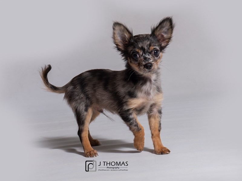 Chihuahua - Long Hair-DOG-Male--2897946-Petland Topeka, Kansas