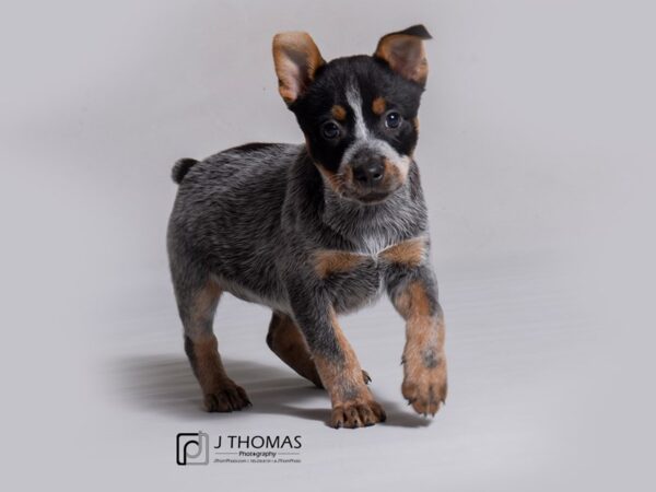 Australian Cattle Dog DOG Female Blue Mottled 18199 Petland Topeka, Kansas