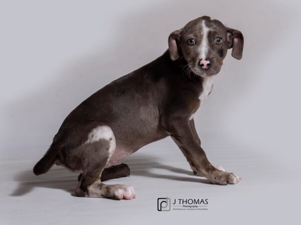 Catahoula Leopard Dog-DOG-Female--18180-Petland Topeka, Kansas