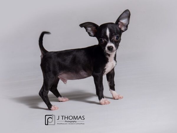 Chihuahua-DOG-Male--18222-Petland Topeka, Kansas