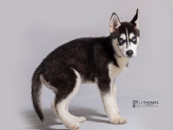 Siberian Husky-DOG-Male-Black / White-18220-Petland Topeka, Kansas