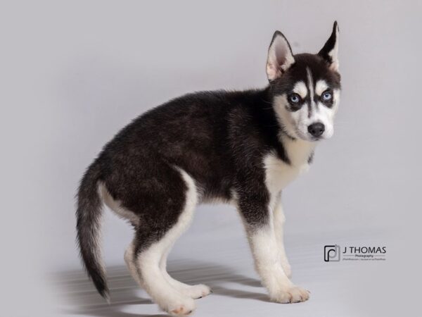 Siberian Husky DOG Male Black / White 18220 Petland Topeka, Kansas