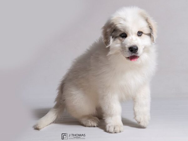 Great Pyrenees/Anatolian DOG Male 18201 Petland Topeka, Kansas