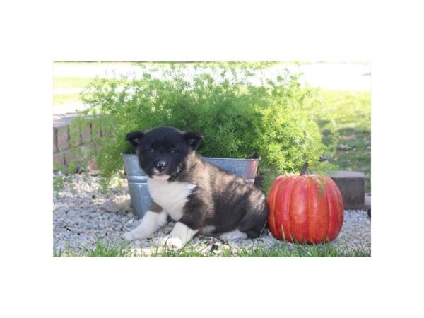 Akita DOG Female Brown / White 18252 Petland Topeka, Kansas