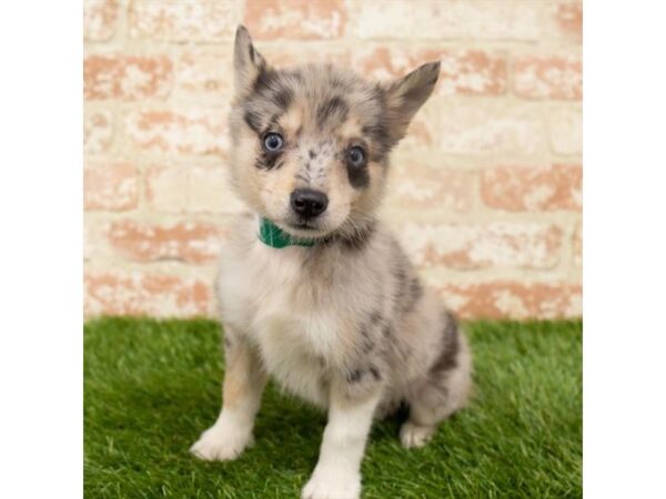 Pomsky DOG Female Red Merle 18247 Petland Topeka, Kansas