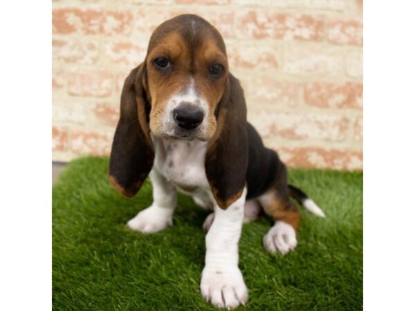 Basset Hound DOG Female Black White / Tan 18248 Petland Topeka, Kansas