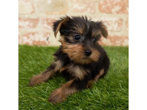 Yorkshire Terrier DOG Female Black / Tan 18250 Petland Topeka, Kansas