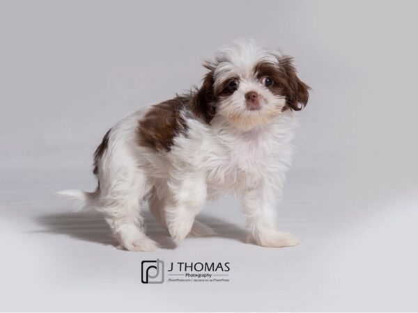 Shih Tzu DOG Female Liver / White 18208 Petland Topeka, Kansas