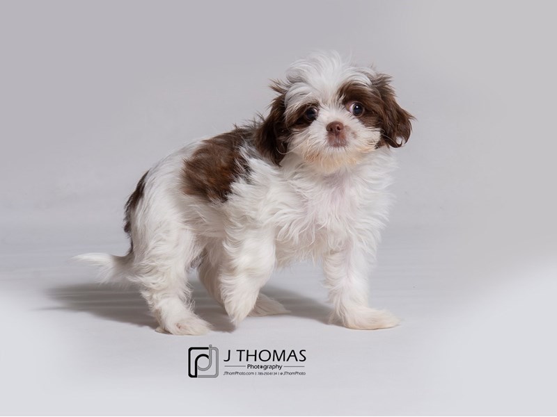 Shih Tzu-DOG-Female-Liver / White-2900575-Petland Topeka, Kansas