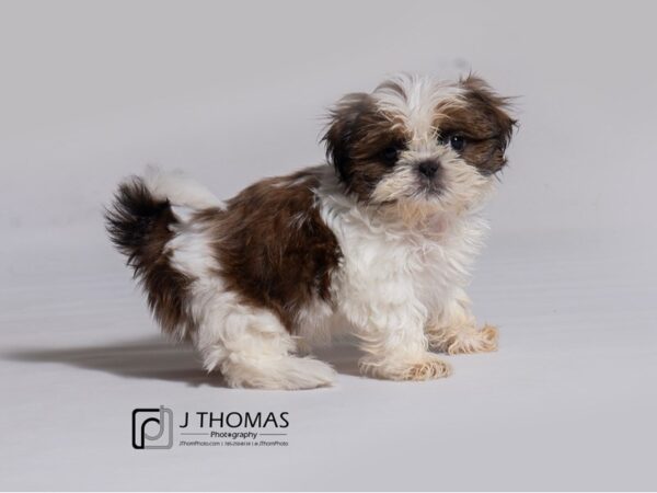 Shih Tzu-DOG-Male-Gold / White-18235-Petland Topeka, Kansas