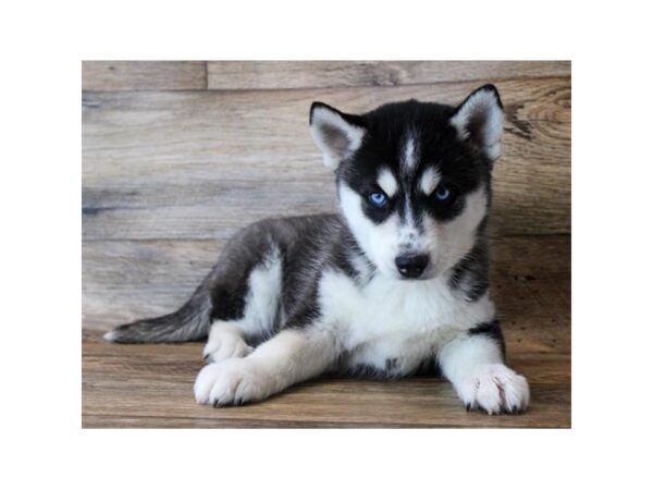 Siberian Husky DOG Female Black / White 18258 Petland Topeka, Kansas